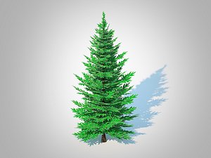 Abies Concolor - Silver Fir - Small
