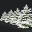 Picea pungens zima 02
