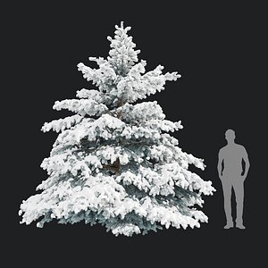 Picea pungens winter 02 3D model