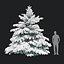 Picea pungens zima 02
