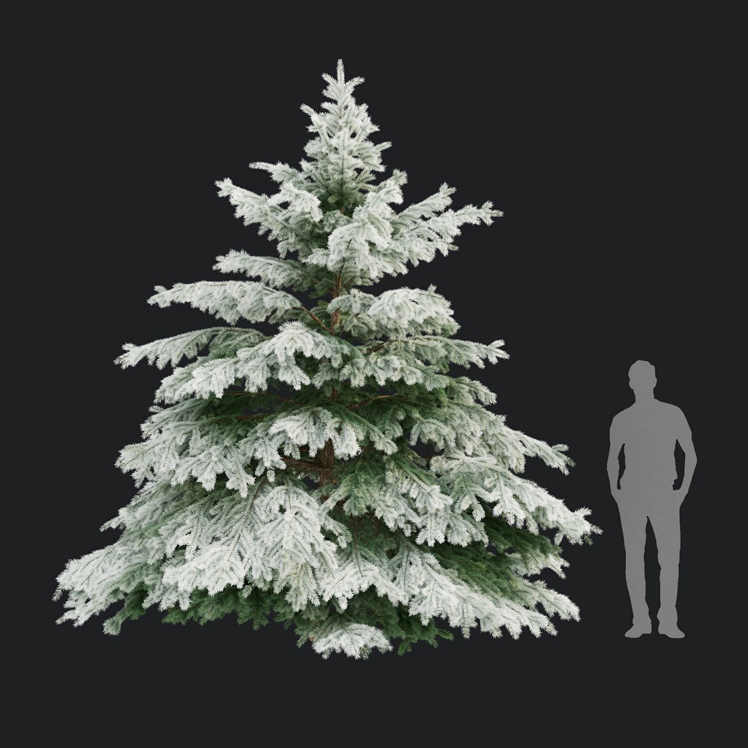 Picea pungens winter 02 3D model https://p.turbosquid.com/ts-thumb/fL/JmltqO/Y7/5/jpg/1637950743/1920x1080/fit_q87/5a200b8a7a9fa23a5c54cfeef5fc05f9eefd9f6f/5.jpg