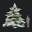 Picea pungens zima 02