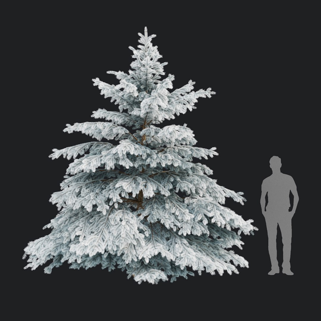 Picea pungens winter 02 3D model https://p.turbosquid.com/ts-thumb/fL/JmltqO/Ya/6/jpg/1637950744/1920x1080/fit_q87/1c1162668f36a3d25ebd09fd4117cc332d37a503/6.jpg
