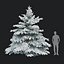 Picea pungens zima 02