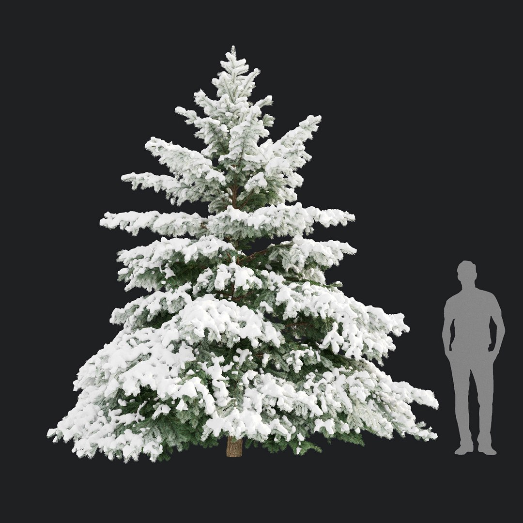 Picea pungens winter 02 3D model https://p.turbosquid.com/ts-thumb/fL/JmltqO/uU/8/jpg/1637950744/1920x1080/fit_q87/5a8caa35f6327668bb37a9dccbcd43cf80489646/8.jpg