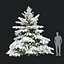 Picea pungens zima 02
