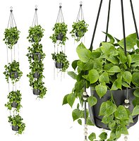 Collection plant vol 336 - pothos - hanging - ampelous - blender - 3dmax  -cinema 4d