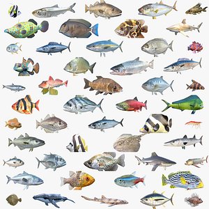 50 Fish Sea Creatures Collection v1 3D model