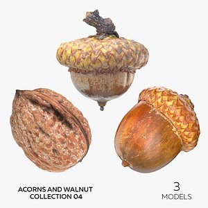 Acorns and Walnut Collection 04 - 3 models 3D model