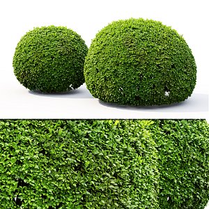 bush shrub hedge model