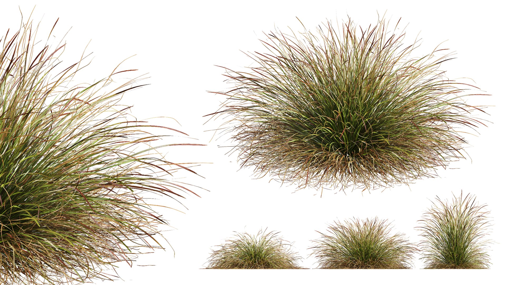AV Calamagrostis Acutiflora Karl Foerster and Stipa arundinacea Anemanthele lessoniana 3D https://p.turbosquid.com/ts-thumb/fL/mwrVkM/Qz/03/png/1765437832/1920x1080/fit_q87/f625b99cf4df203ea7bcfc180e29ab7fe138b537/03.jpg