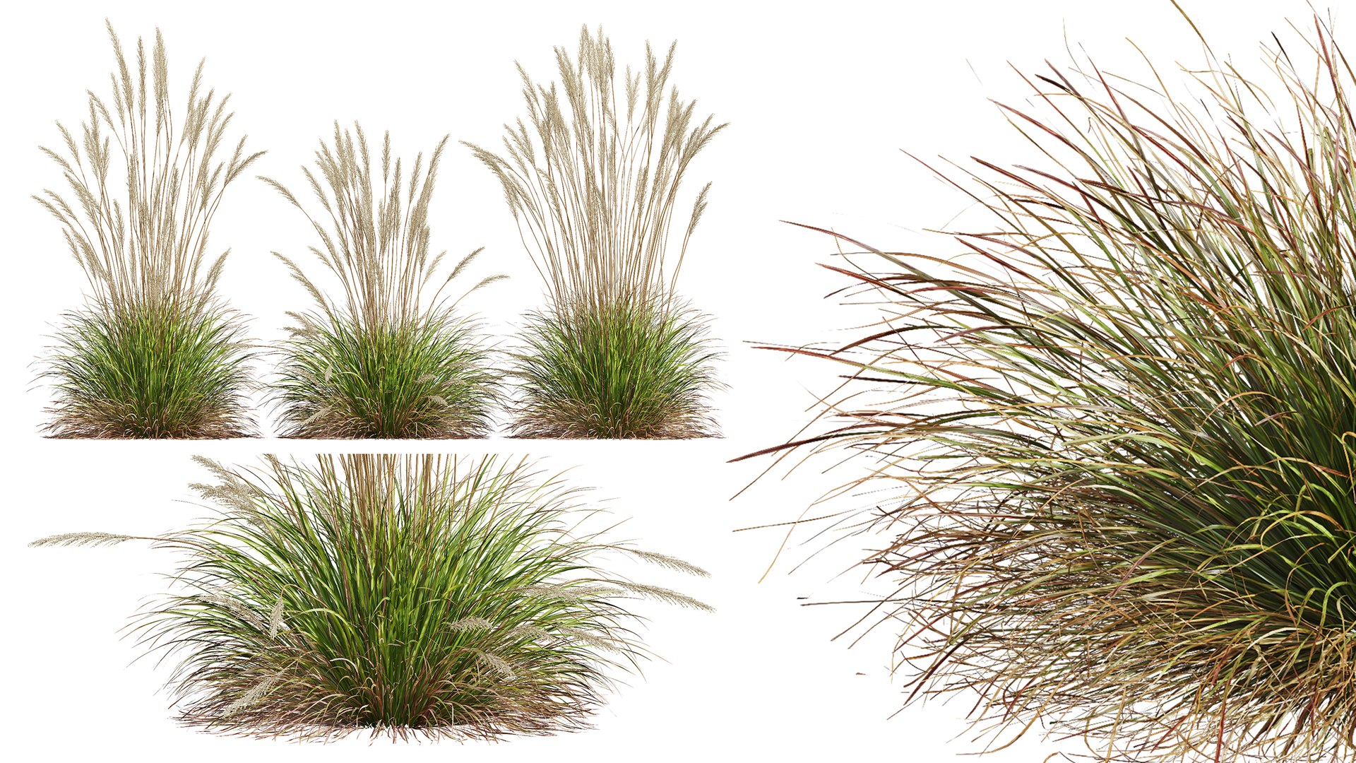 AV Calamagrostis Acutiflora Karl Foerster and Stipa arundinacea Anemanthele lessoniana 3D https://p.turbosquid.com/ts-thumb/fL/mwrVkM/Ty/02/png/1765437832/1920x1080/fit_q87/416fc9d21f3dc76318923ac58c25e8c3cbabf2b1/02.jpg