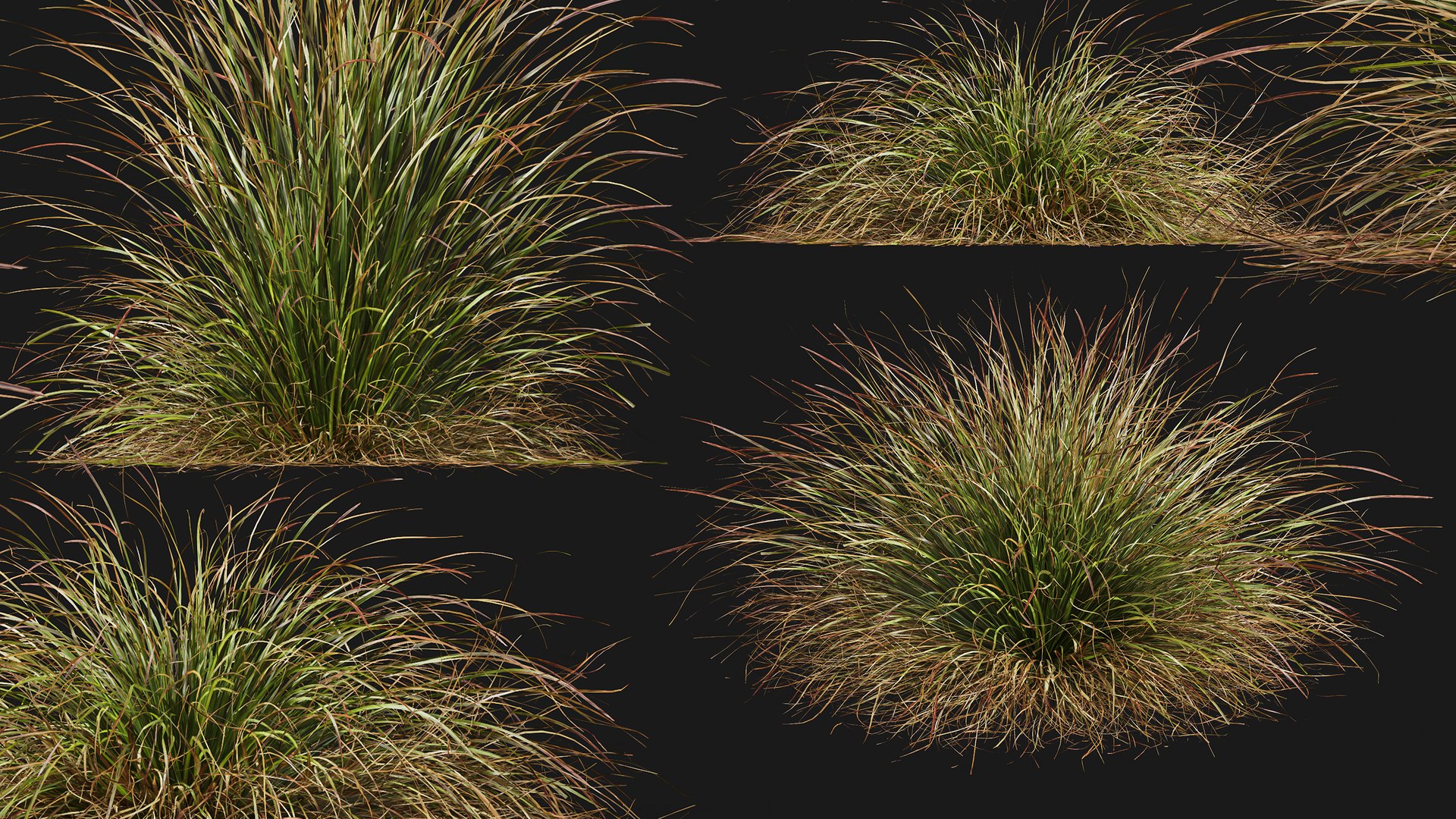 AV Calamagrostis Acutiflora Karl Foerster and Stipa arundinacea Anemanthele lessoniana 3D https://p.turbosquid.com/ts-thumb/fL/mwrVkM/Wt/06/png/1765437834/1920x1080/fit_q87/3edeff2b10b75fca74a0eaf5466c21b49f398a30/06.jpg