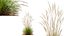 AV Calamagrostis Acutiflora Karl Foerster and Stipa arundinacea Anemanthele lessoniana
