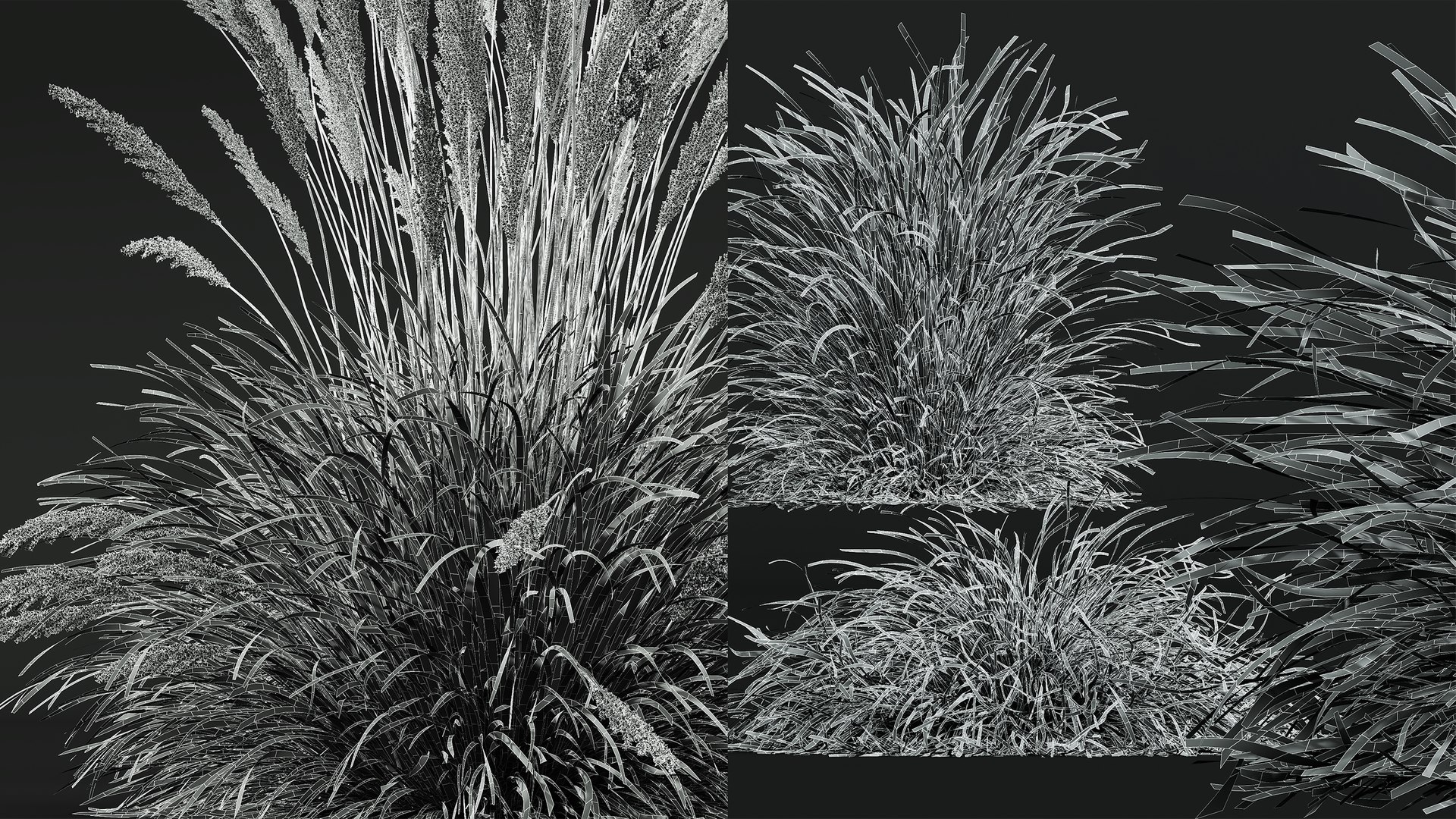 AV Calamagrostis Acutiflora Karl Foerster and Stipa arundinacea Anemanthele lessoniana 3D https://p.turbosquid.com/ts-thumb/fL/mwrVkM/yE/07/png/1765437834/1920x1080/fit_q87/299df1b99353810216de0f7fe5a2e971199ab2c0/07.jpg