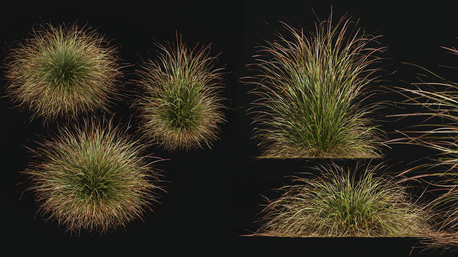 AV Calamagrostis Acutiflora Karl Foerster and Stipa arundinacea Anemanthele lessoniana 3D https://p.turbosquid.com/ts-thumb/fL/mwrVkM/yp/05/png/1765437836/1920x1080/fit_q87/fcbc650b84e19c165be3fc4470e02133ae6520fc/05.jpg