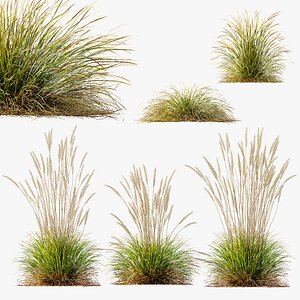 AV Calamagrostis Acutiflora Karl Foerster and Stipa arundinacea Anemanthele lessoniana 3D