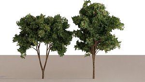 3D Trees