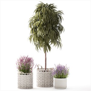 3D model Beautiful Ficus Alii lavender plants in basket and pot 1358