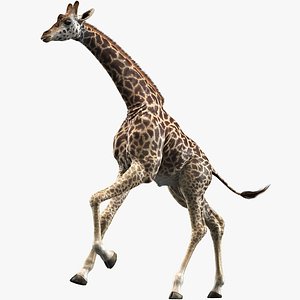 realistic giraffe animations 2 3D model