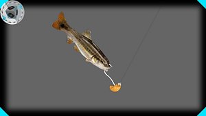 max redtail chub