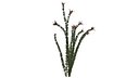 Ocotillo Plant - 08 -