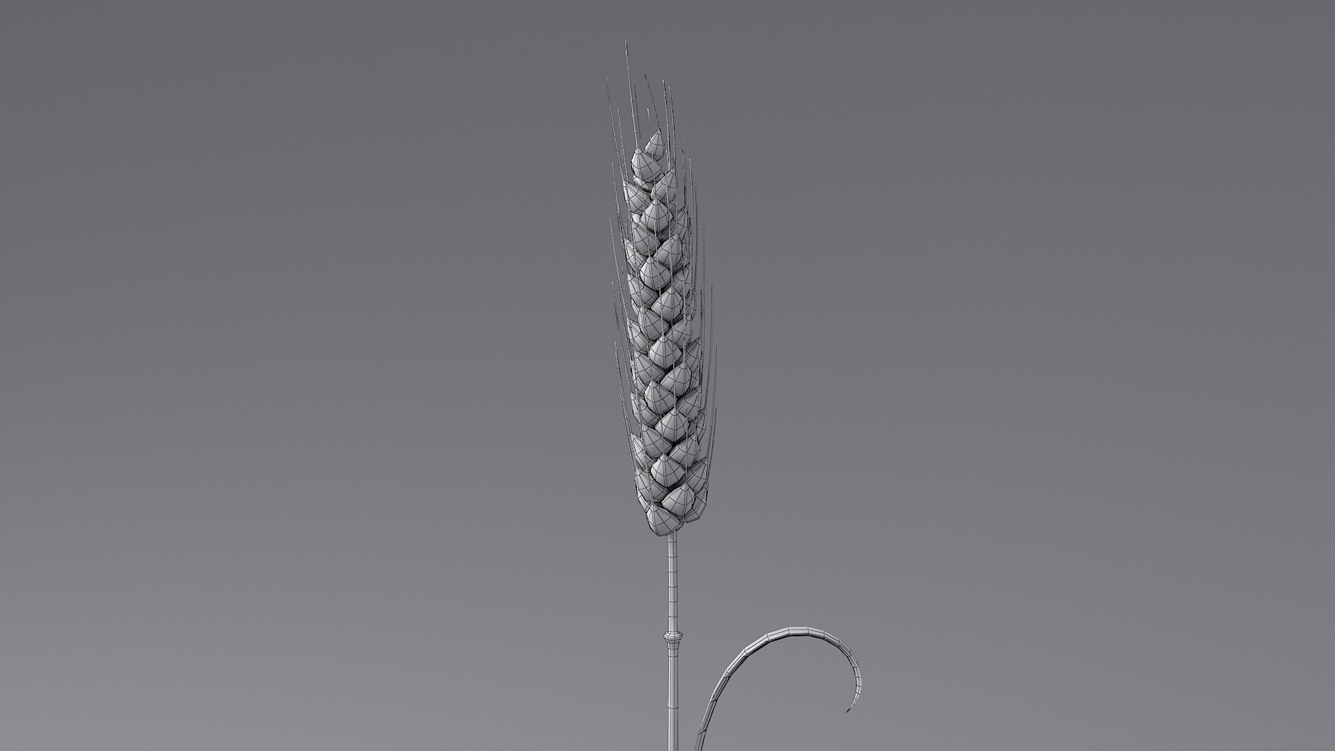 Cartoon Wheat Spikelet 03 3D https://p.turbosquid.com/ts-thumb/fM/VrnFwA/00/wheat_0041/jpg/1680443203/1920x1080/fit_q87/8067f7c497a5cbef03c6ec3dc2efade3adf42059/wheat_0041.jpg