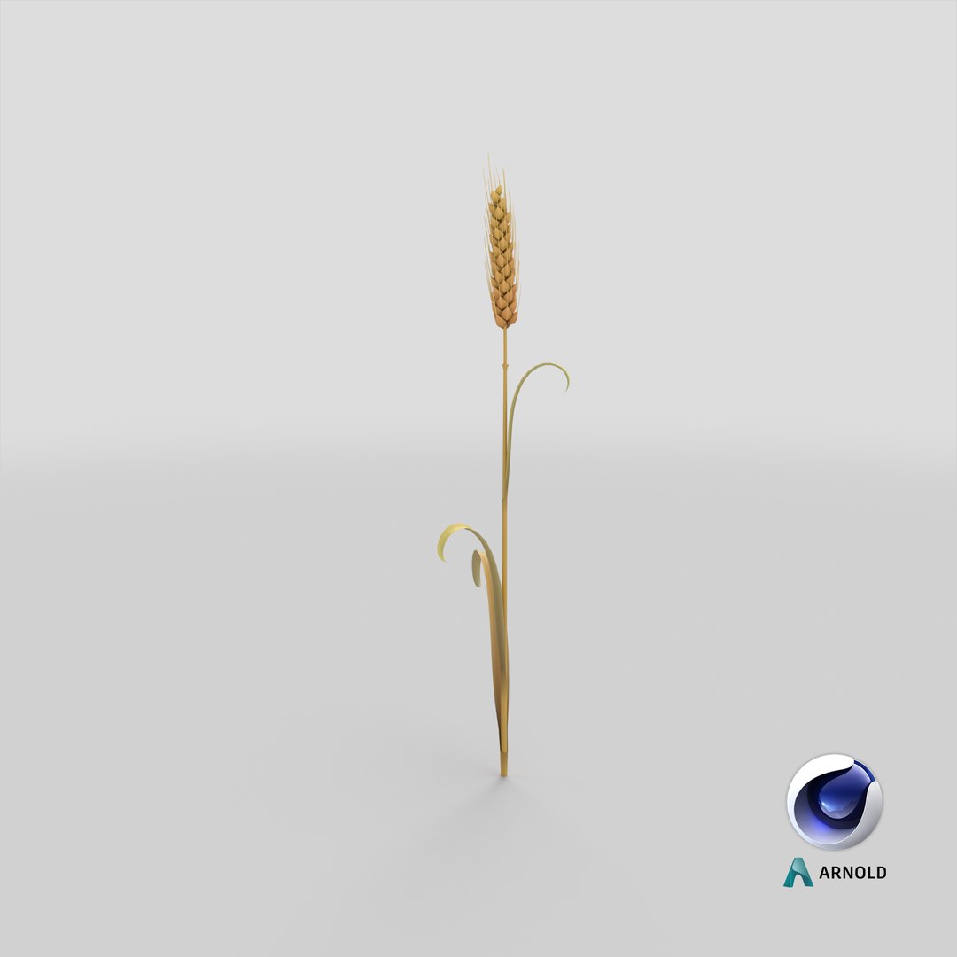 Cartoon Wheat Spikelet 03 3D https://p.turbosquid.com/ts-thumb/fM/VrnFwA/6H/stemcell_cinema_4d_arnold_render/png/1680679647/1920x1080/fit_q87/aa2f89b1605f00cd77c3f30bda7e918643bfa5b4/stemcell_cinema_4d_arnold_render.jpg
