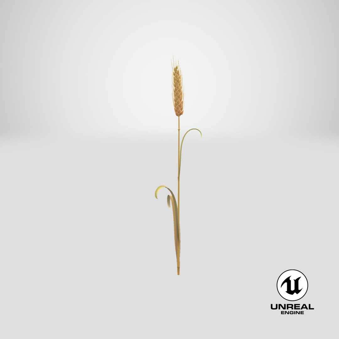 Cartoon Wheat Spikelet 03 3D https://p.turbosquid.com/ts-thumb/fM/VrnFwA/Cr/stemcell_unreal_render/png/1680679644/1920x1080/fit_q87/73953ed50fa7bfe54e7667f7d23402979847961d/stemcell_unreal_render.jpg