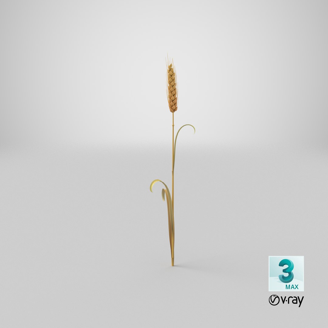 Cartoon Wheat Spikelet 03 3D https://p.turbosquid.com/ts-thumb/fM/VrnFwA/Gc/stemcell_max_vray_render/png/1680679639/1920x1080/fit_q87/da23b9fb042e5f368758d1916ec3ef68a071ade5/stemcell_max_vray_render.jpg