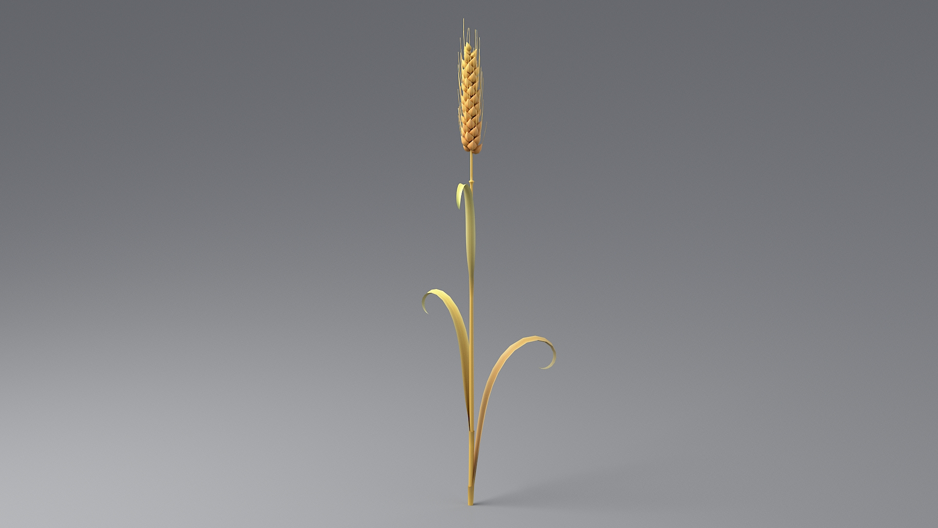 Cartoon Wheat Spikelet 03 3D https://p.turbosquid.com/ts-thumb/fM/VrnFwA/Ia/wheattbathree/jpg/1680443314/1920x1080/turn_fit_q99/a9c37d118f4b1cd256079e46d8920e26971da143/wheattbathree-1.jpg