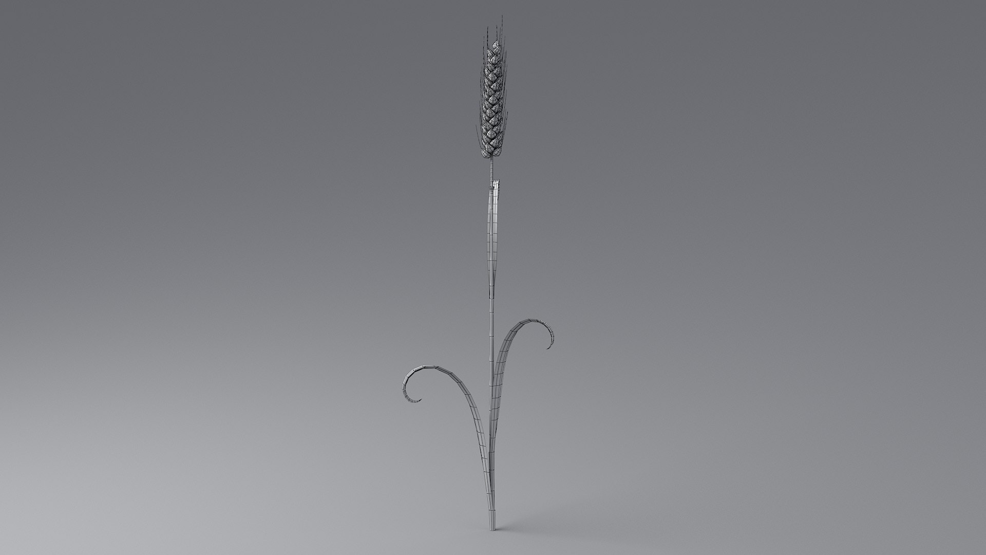 Cartoon Wheat Spikelet 03 3D https://p.turbosquid.com/ts-thumb/fM/VrnFwA/Jq/wheat_0038/jpg/1680443201/1920x1080/fit_q87/2bd6395993f3f977b7afcbe52cec430196abc5f9/wheat_0038.jpg