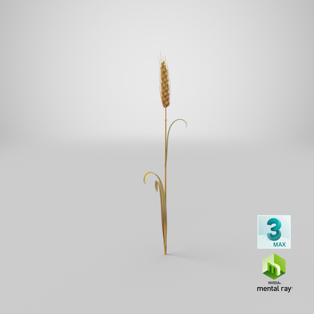 Cartoon Wheat Spikelet 03 3D https://p.turbosquid.com/ts-thumb/fM/VrnFwA/ME/stemcell_max_mental_ray_render/png/1680679641/1920x1080/fit_q87/dead94dede34e95634e8101d02291919db2209ca/stemcell_max_mental_ray_render.jpg