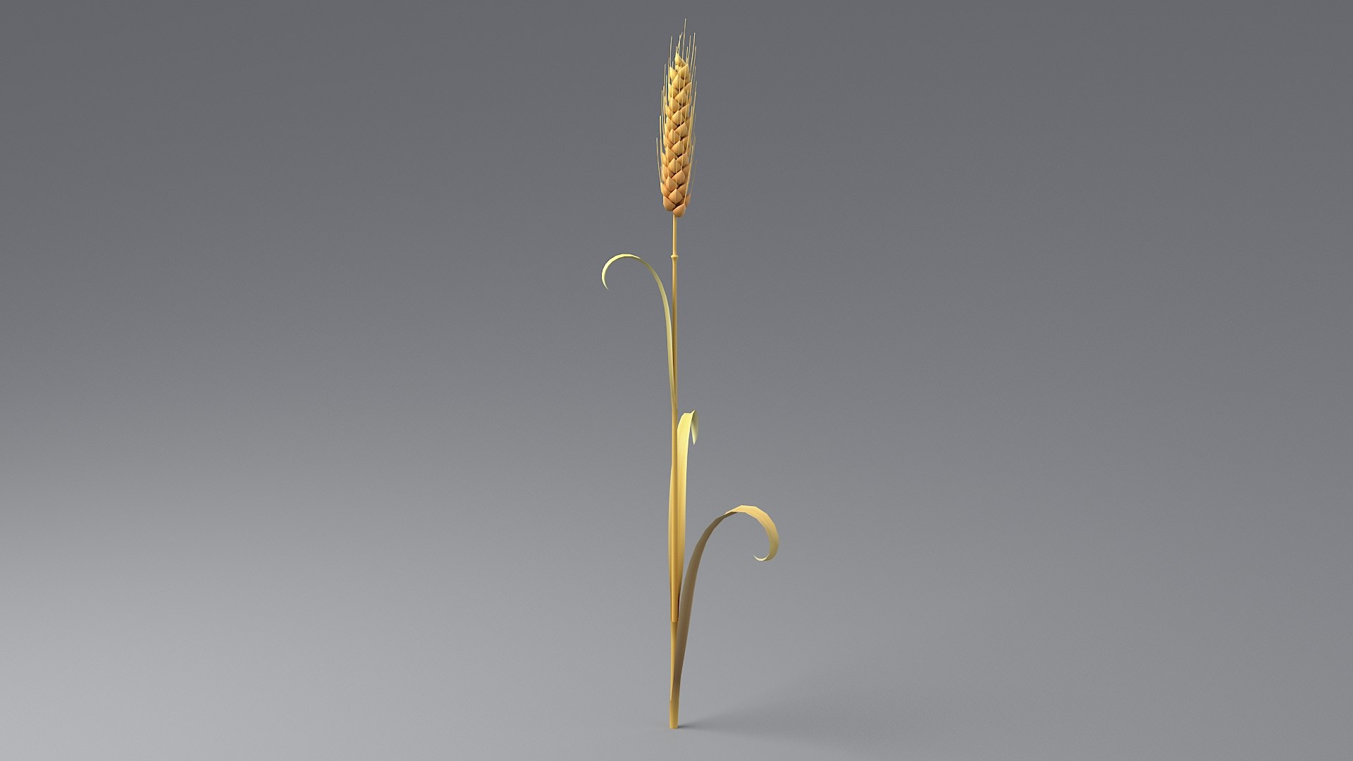 Cartoon Wheat Spikelet 03 3D https://p.turbosquid.com/ts-thumb/fM/VrnFwA/Mn/wheat_0014/jpg/1680443199/1920x1080/fit_q87/838d0932867d65dc7c6ba1f382f4839afbf47601/wheat_0014.jpg