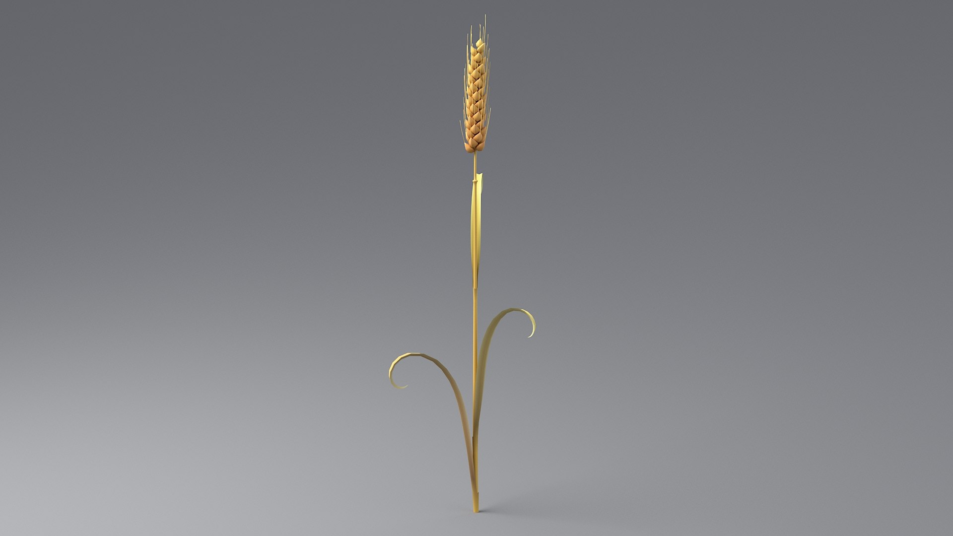 Cartoon Wheat Spikelet 03 3D https://p.turbosquid.com/ts-thumb/fM/VrnFwA/TD/wheat_0013/jpg/1680443198/1920x1080/fit_q87/a2fcb1d97abd4f3099ea432c09ff7cc0611064d2/wheat_0013.jpg