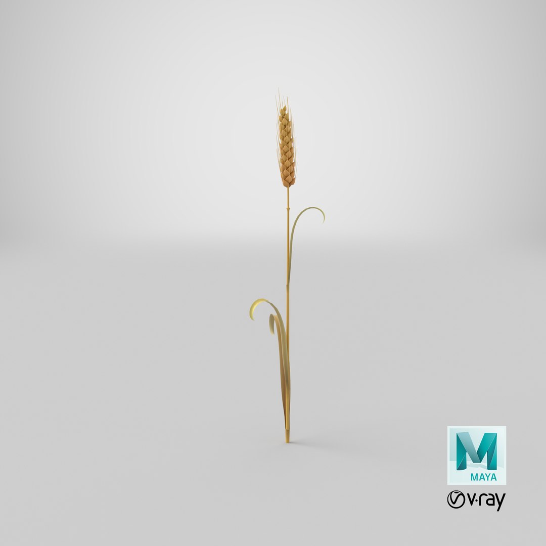 Cartoon Wheat Spikelet 03 3D https://p.turbosquid.com/ts-thumb/fM/VrnFwA/Uq/stemcell_maya_vray_render/png/1680679634/1920x1080/fit_q87/06004e06bd53b501ea8e97276e17488796515a69/stemcell_maya_vray_render.jpg