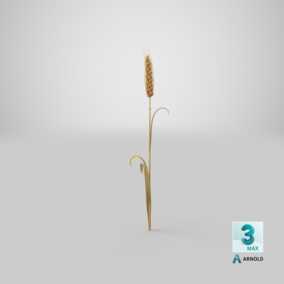 Cartoon Wheat Spikelet 03 3D https://p.turbosquid.com/ts-thumb/fM/VrnFwA/Vz/stemcell_max_arnold_render/png/1680679643/1920x1080/fit_q87/096ae2bb1c34a28a0a81e49285e6c8c27cc2eb6b/stemcell_max_arnold_render.jpg