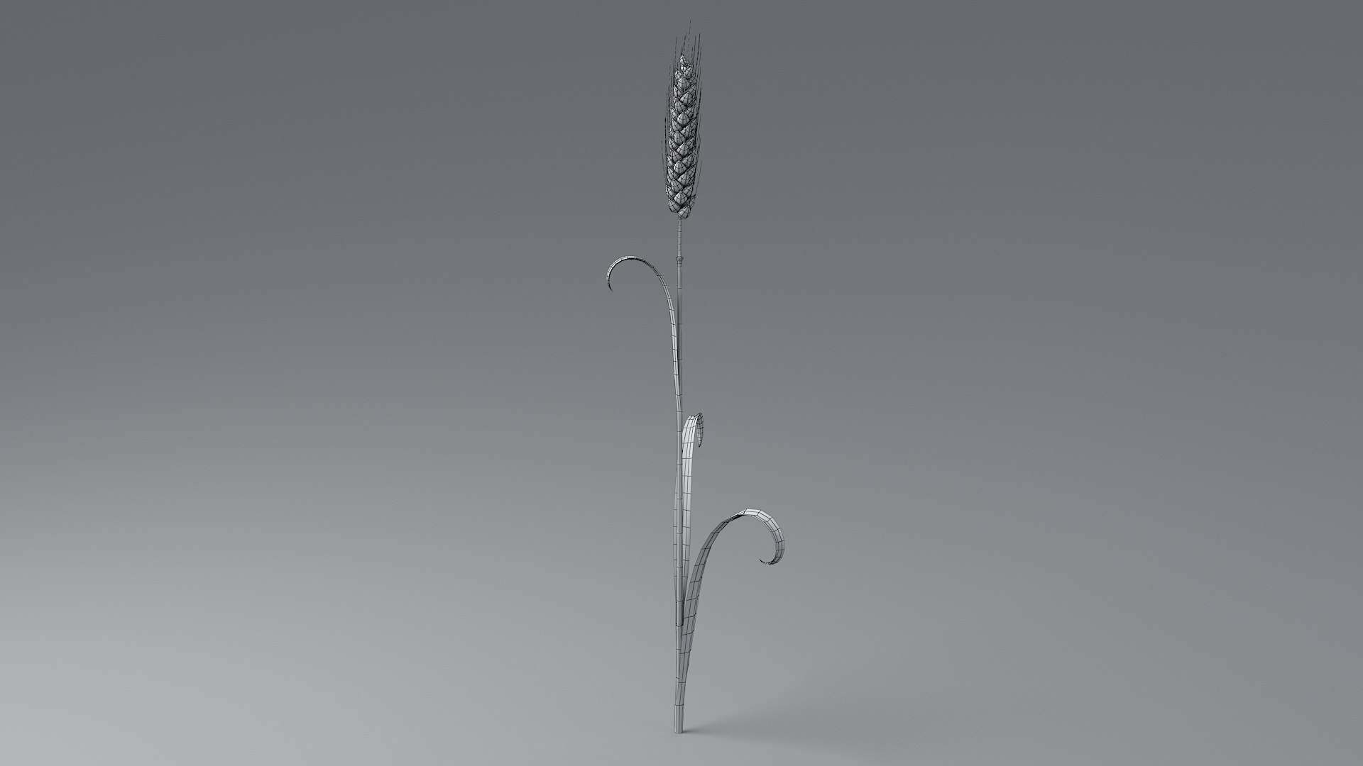 Cartoon Wheat Spikelet 03 3D https://p.turbosquid.com/ts-thumb/fM/VrnFwA/v5/wheat_0039/jpg/1680443201/1920x1080/fit_q87/86b30421d6f86fac73f222e969b4903b2af506cc/wheat_0039.jpg