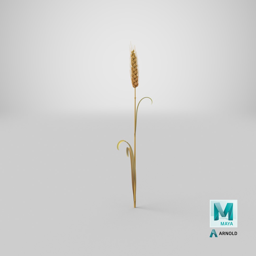 Cartoon Wheat Spikelet 03 3D https://p.turbosquid.com/ts-thumb/fM/VrnFwA/x0/stemcell_maya_arnold_render/png/1680679638/1920x1080/fit_q87/c178f18879234f21aef36c4267749a48e4073021/stemcell_maya_arnold_render.jpg