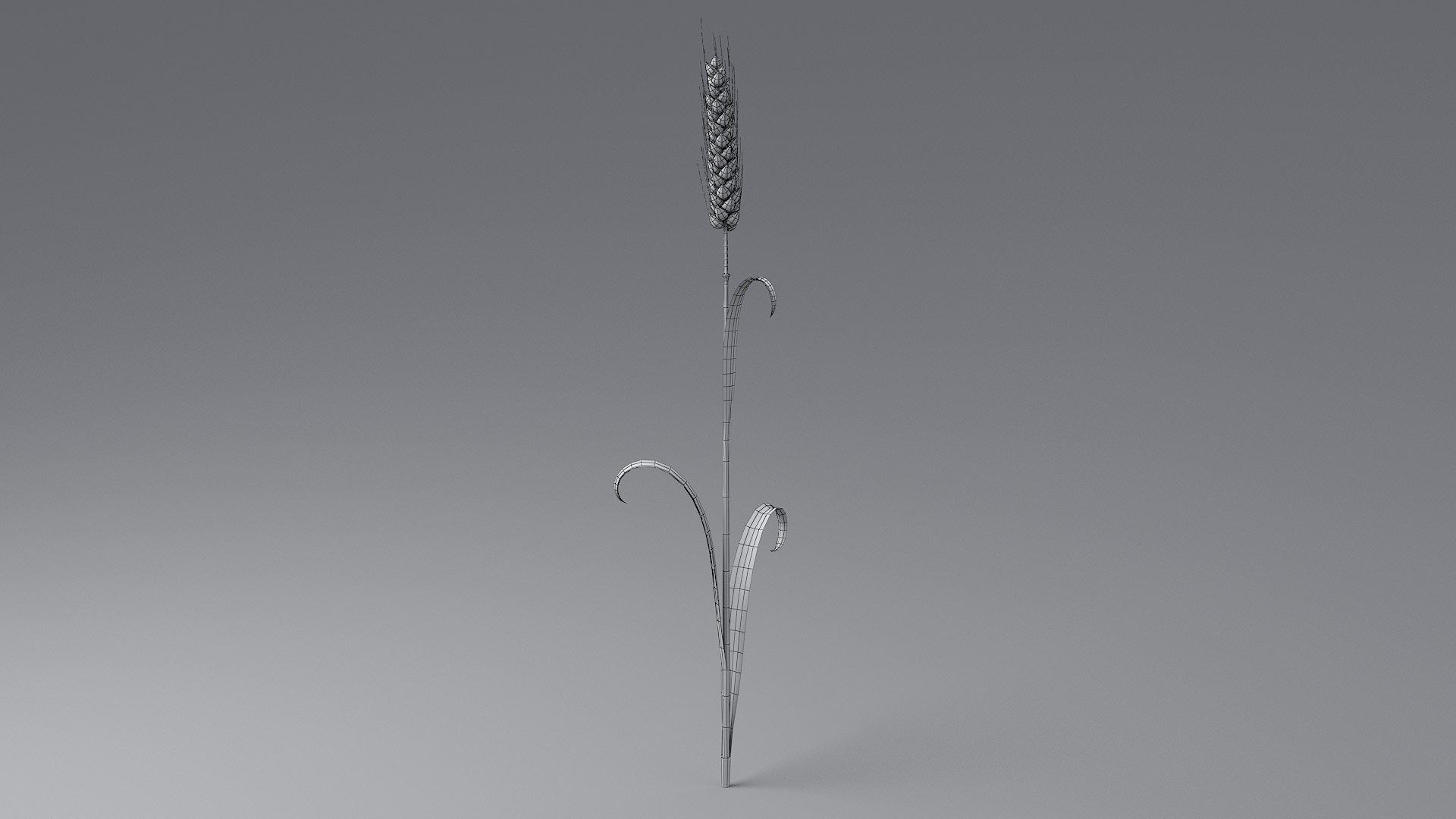Cartoon Wheat Spikelet 03 3D https://p.turbosquid.com/ts-thumb/fM/VrnFwA/yK/wheat_0040/jpg/1680443202/1920x1080/fit_q87/4be98474146c3d948b19cddb845358710bea65bc/wheat_0040.jpg