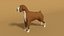 3D boxer dog