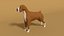 3D boxer dog
