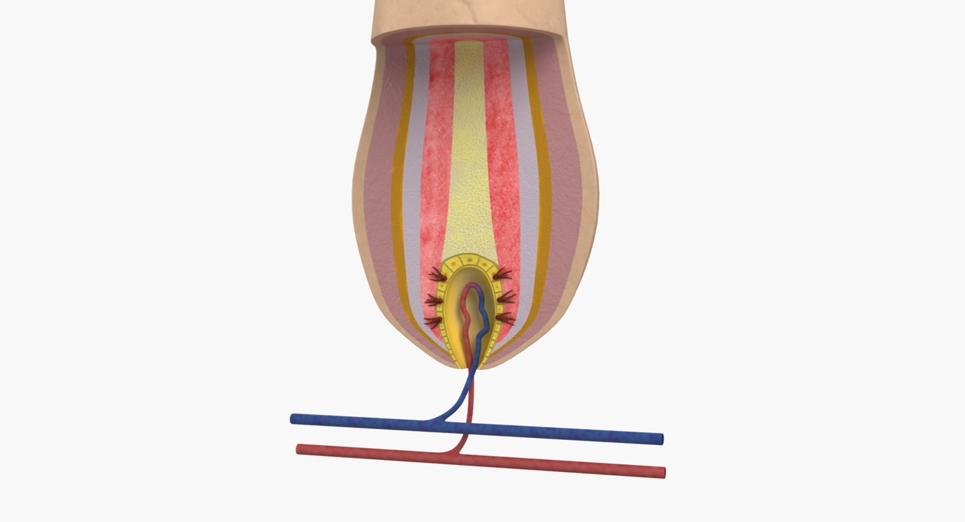 Hair Anatomy 3D Model - TurboSquid 1270898