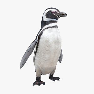 Magellanic Penguin Low poly - Animated