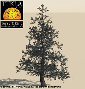 Colorado Blue Spruce