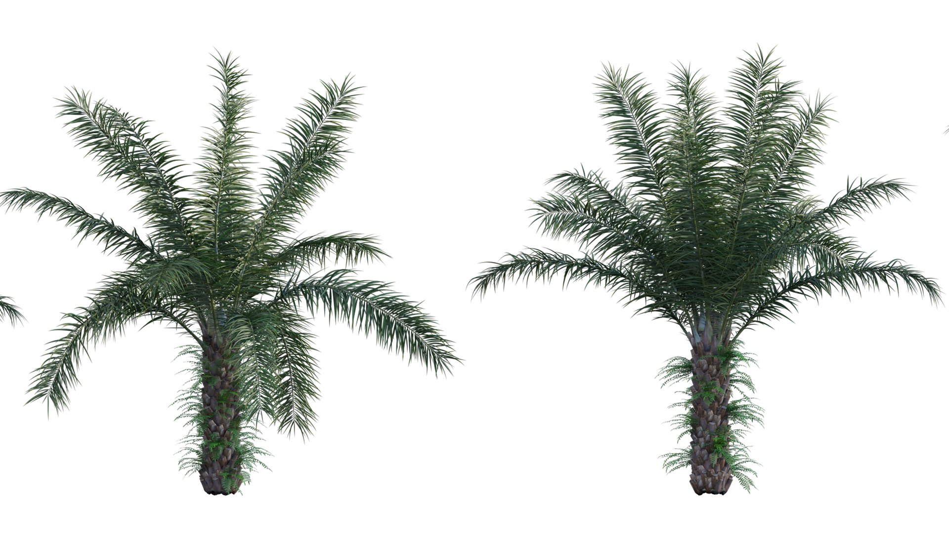 Collection 27 - Tropical garden 3D model https://p.turbosquid.com/ts-thumb/fM/oYu2jL/50/3dtree_elaeisguineensis_v2_02/jpg/1670576224/1920x1080/fit_q87/3c8ebf81b018a4bf5ccd1029769c72b8c1be6439/3dtree_elaeisguineensis_v2_02.jpg
