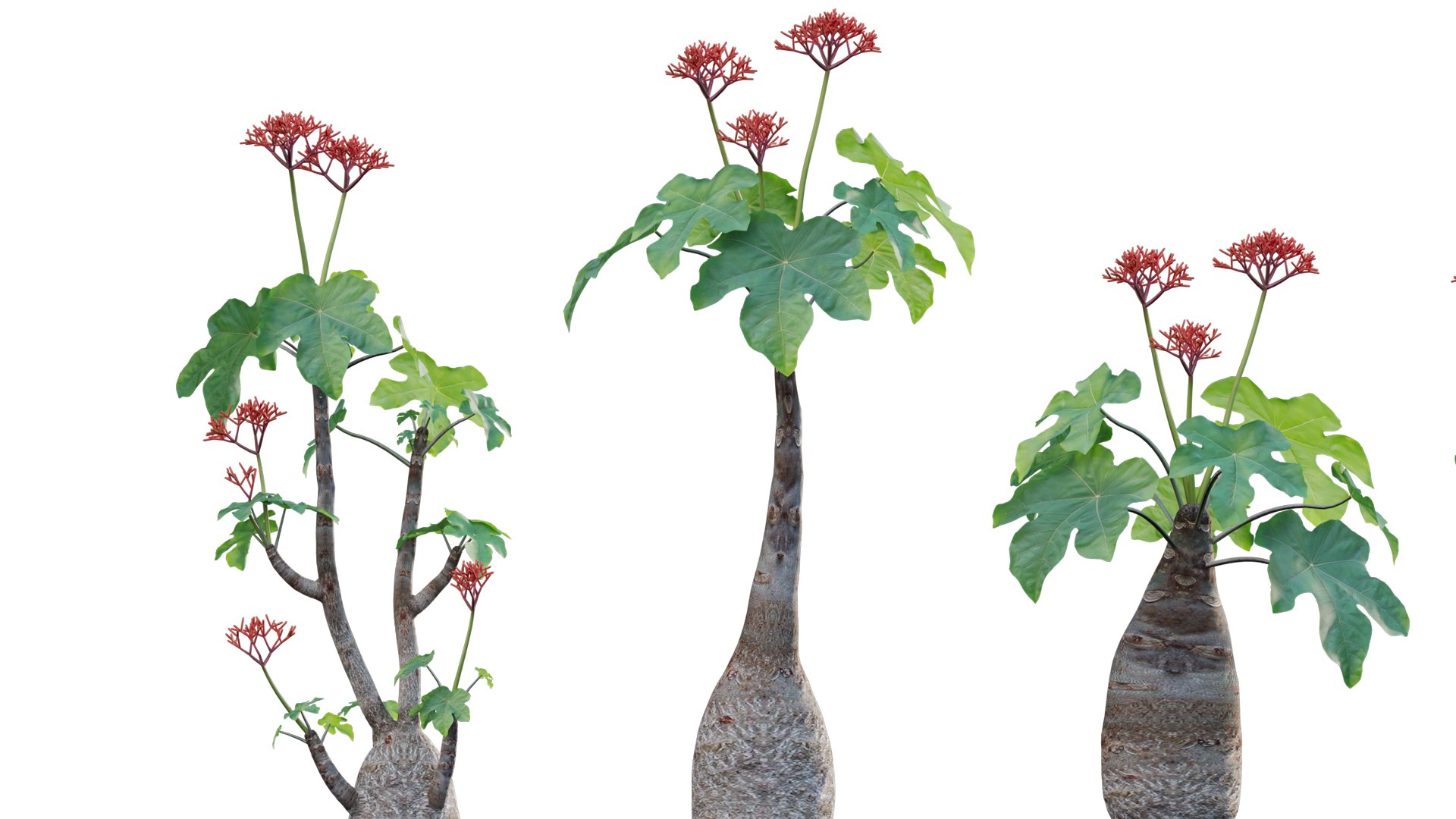 Collection 27 - Tropical garden 3D model https://p.turbosquid.com/ts-thumb/fM/oYu2jL/Cy/3dtree_jatrophapodagrica_v1_03/jpg/1670576229/1920x1080/fit_q87/8cacc04361e0f67ac68ee49a04bded7a4cbdd495/3dtree_jatrophapodagrica_v1_03.jpg