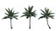 Collection 27 - Tropical garden