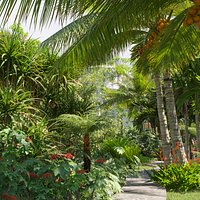 Collection 27 - Tropical garden