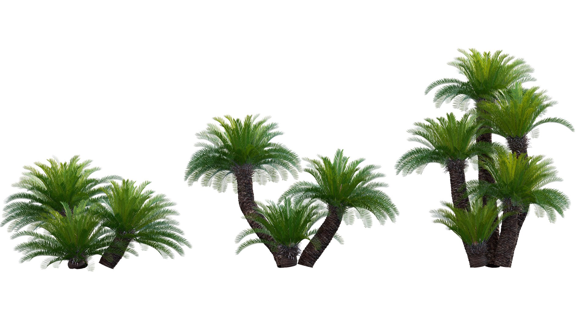 Collection 27 - Tropical garden 3D model https://p.turbosquid.com/ts-thumb/fM/oYu2jL/gO/3dtree_cycasrevoluta_v2_10/jpg/1670576211/1920x1080/fit_q87/679969899fad26d30959ae82788dfe804630c916/3dtree_cycasrevoluta_v2_10.jpg